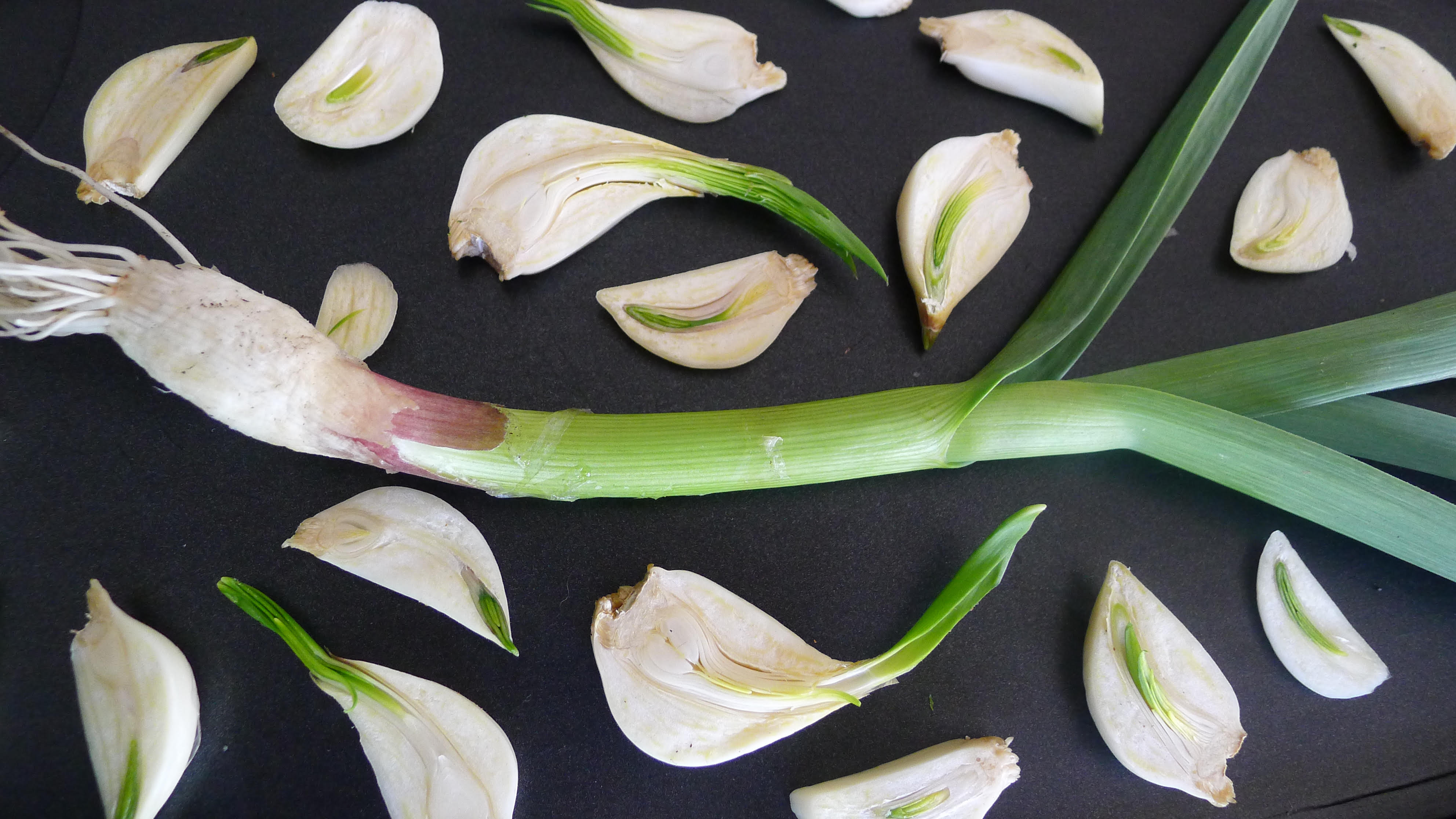 The Facts of Garlic Random Lengths News