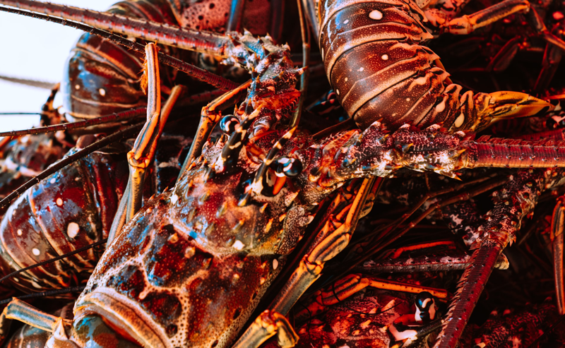 Why We Don't Eat California Spiny Lobsters - Random Lengths News