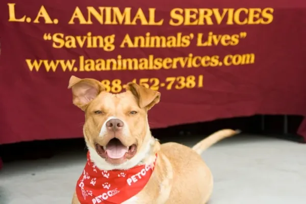 Mayor Karen Bass Appoints New General Manager of Los Angeles Animal Services
