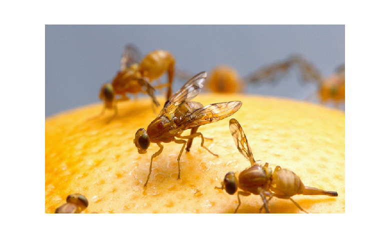 Mexican Fruit Fly Quarantine Declared in Portion of San Diego County