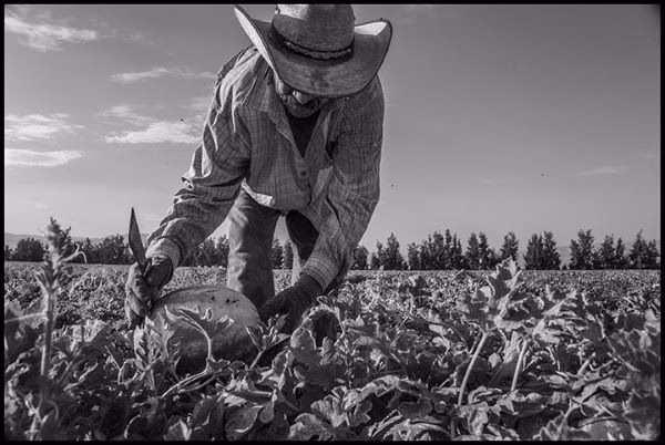 A New System of Labor Threatens Farmworker Power